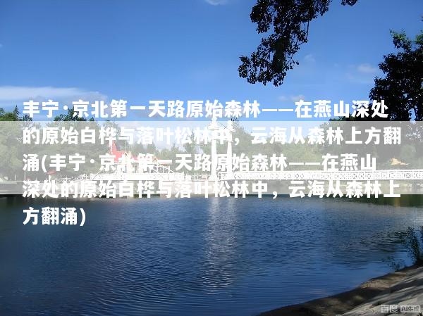 丰宁·京北第一天路原始森林——在燕山深处的原始白桦与落叶松林中，云海从森林上方翻涌(丰宁·京北第一天路原始森林——在燕山深处的原始白桦与落叶松林中，云海从森林上方翻涌)