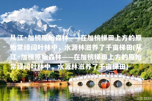 从江·加榜原始森林——在加榜梯田上方的原始常绿阔叶林中，水源林滋养了千亩梯田(从江·加榜原始森林——在加榜梯田上方的原始常绿阔叶林中，水源林滋养了千亩梯田)